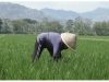 Beras Parigi Moutong Tak Terserap Pasar, Hasil Panen Terancam Rusak