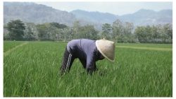 Beras Parigi Moutong Tak Terserap Pasar, Hasil Panen Terancam Rusak