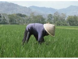 Beras Parigi Moutong Tak Terserap Pasar, Hasil Panen Terancam Rusak