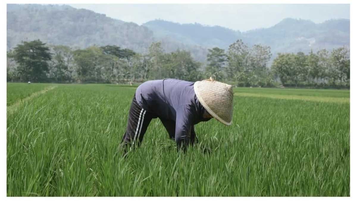 Beras Parigi Moutong Tak Terserap Pasar, Hasil Panen Terancam Rusak