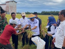 Panen Perdana di Kasimbar, Bukti Nyata Peningkatan Pertanian Daerah