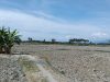 Kemarau Landa Parigi Moutong, Petani Sawah: Gagal Tanam