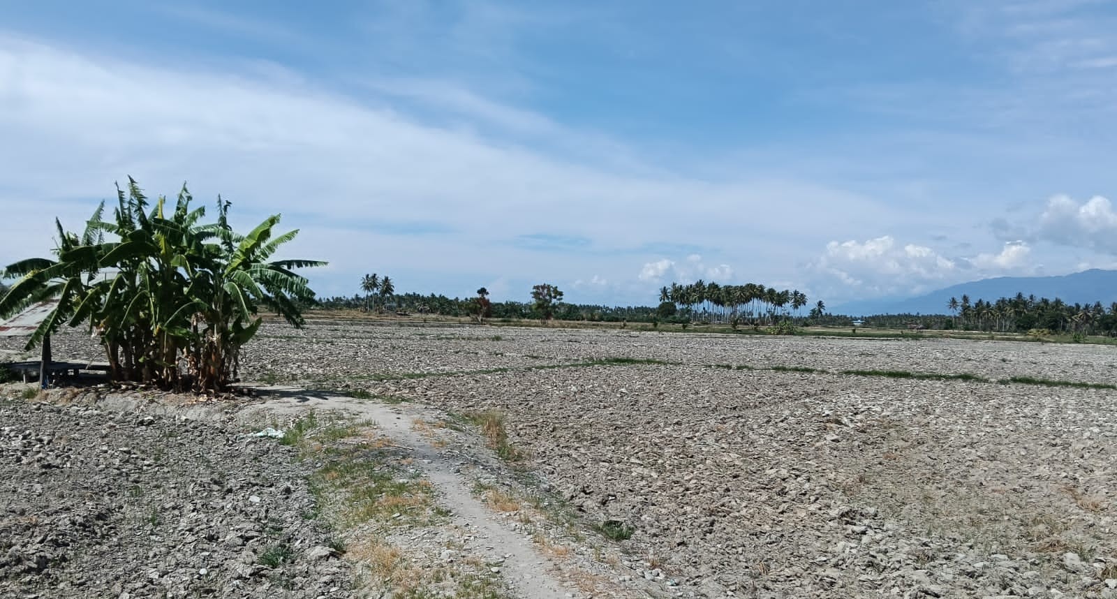 Kemarau Landa Parigi Moutong, Petani Sawah: Gagal Tanam