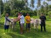 Tiga Desa Lingkar Tambang Terima Bantuan Sapi Kurban