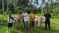 Tiga Desa Lingkar Tambang Terima Bantuan Sapi Kurban