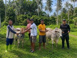 Tiga Desa Lingkar Tambang Terima Bantuan Sapi Kurban