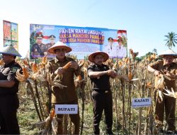 Erwin Burase Targetkan Produksi Jagung Daerah Kembali Meningkat