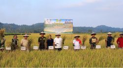 Bantuan Benih M70D Diproyeksikan Perkuat Pangan Daerah