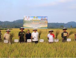 Bantuan Benih M70D Diproyeksikan Perkuat Pangan Daerah